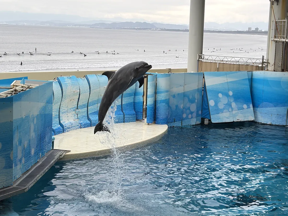 イルカがジャンプするイルカショーの様子