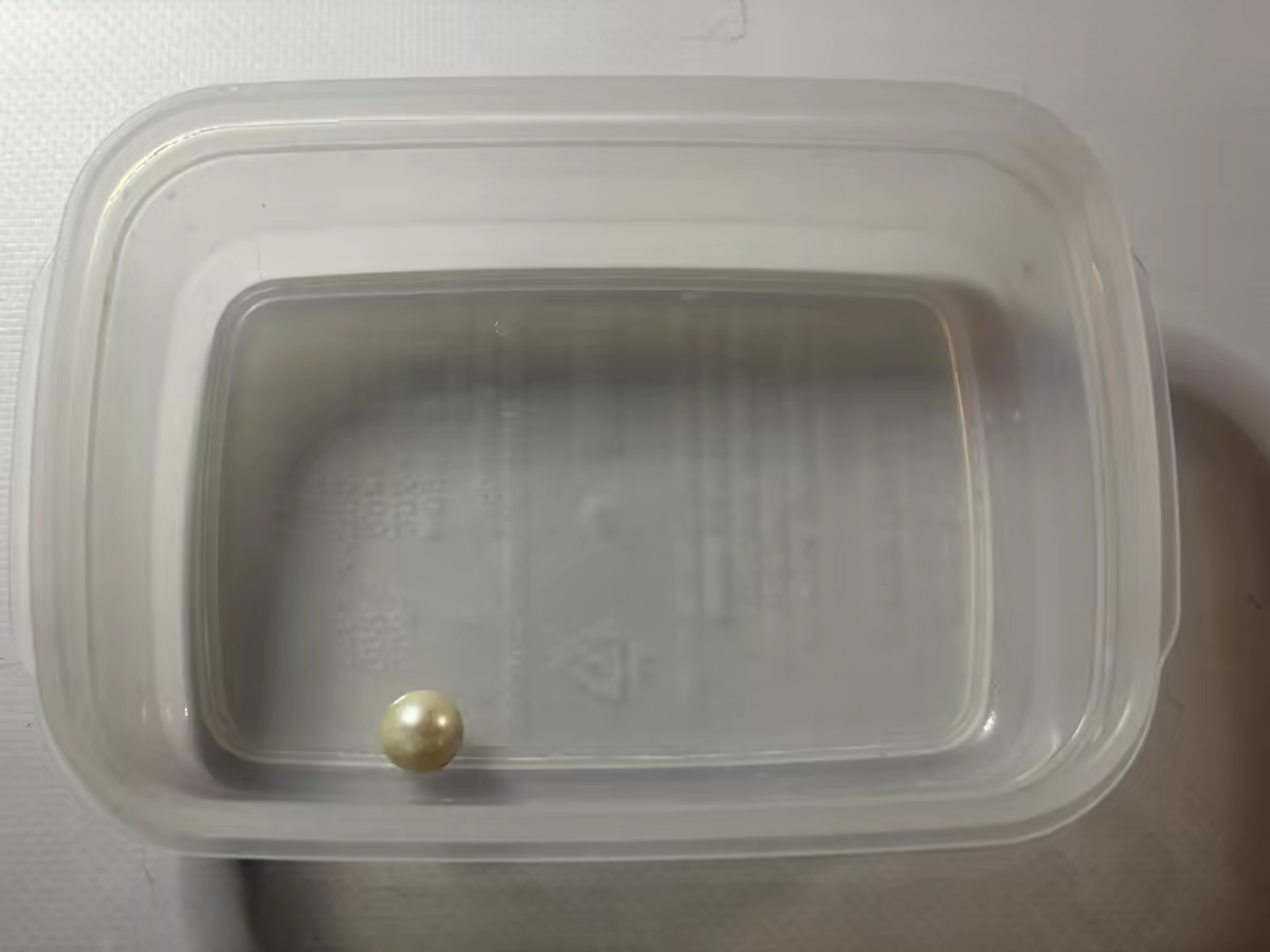 タッパーに入った取り出した真珠